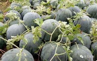 新昌吃瓜最新事件爆料,揭秘背后驚人真相